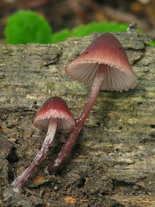 prilbička krvavomliečna Mycena haematopus (Pers.) P. Kumm.