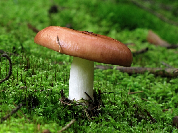 plávka jahodovočervená-holubinka jahodová Russula paludosa Britzelm.