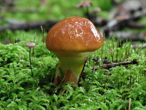 masliak smrekovcový-klouzek sličný Suillus grevillei (Klotzsch) Singer