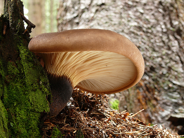 čechračka tmavohlúbiková Tapinella atrotomentosa (Batsch) Šutara