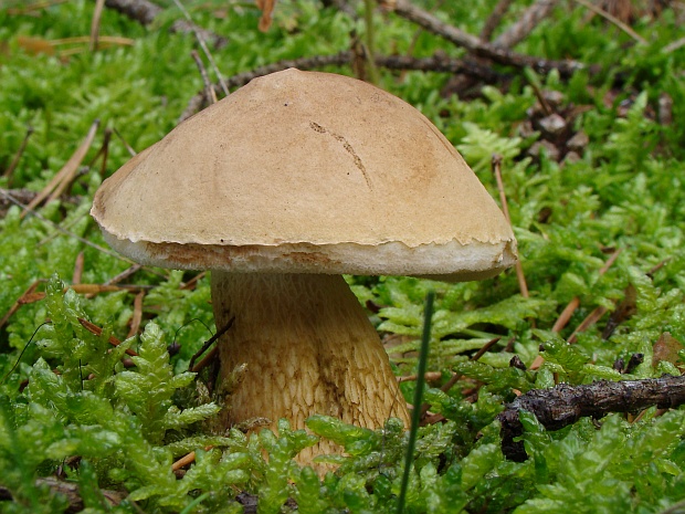 podhríb žlčový Tylopilus felleus (Bull.) P. Karst.