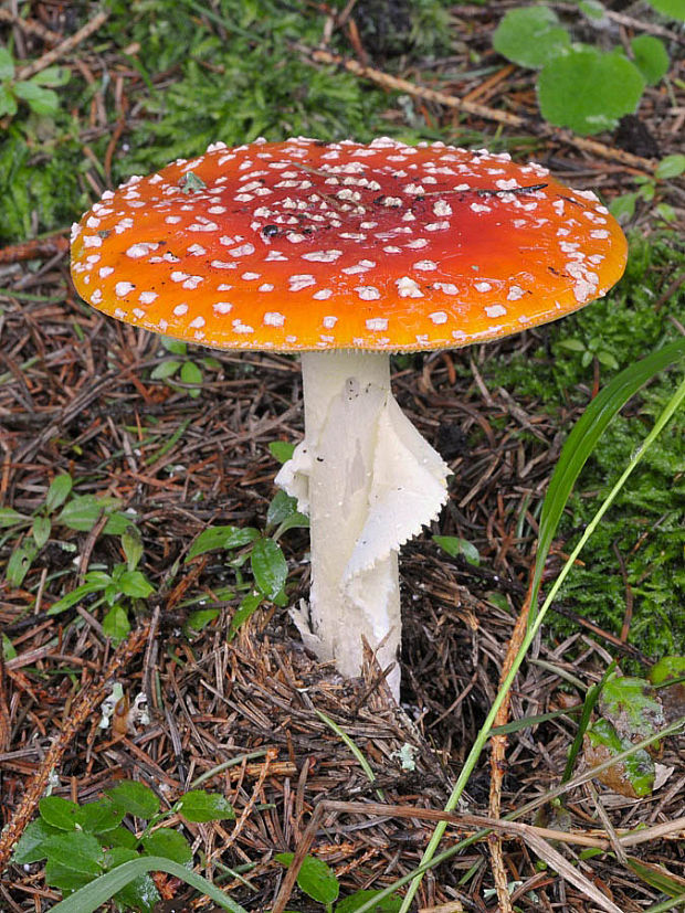 muchotrávka červená Amanita muscaria (L.) Lam.