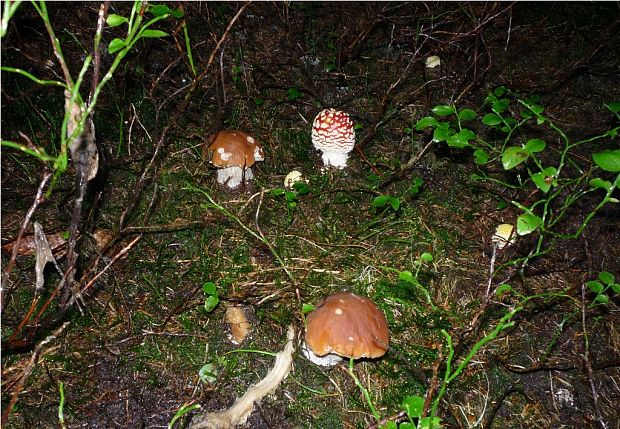 muchotrávka červená Amanita muscaria (L.) Lam.