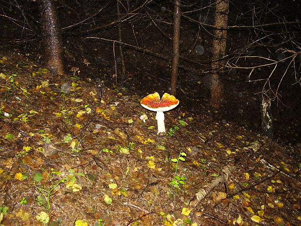 muchotrávka červená Amanita muscaria (L.) Lam.