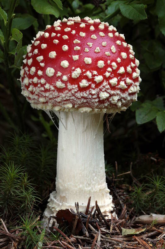 muchotrávka červená Amanita muscaria (L.) Lam.