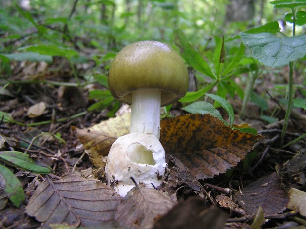 muchotrávka zelená Amanita phalloides (Vaill. ex Fr.) Link