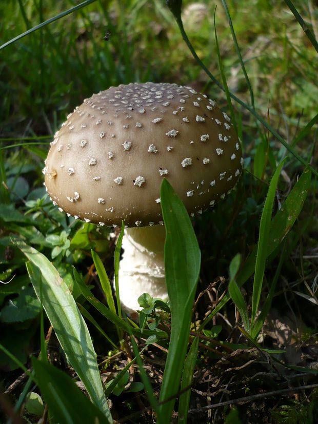 muchotrávka Amanita sp.