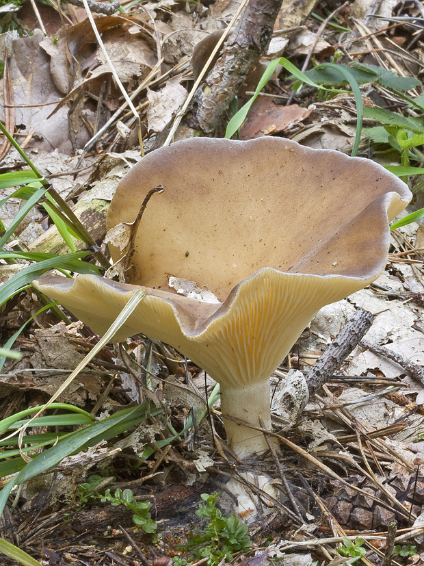 strmuľka kyjakovitá Ampulloclitocybe clavipes (Pers.) Redhead, Lutzoni, Moncalvo & Vilgalys