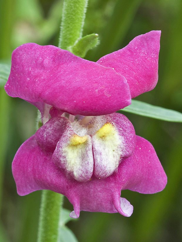 papuľka väčšia Antirrhinum majus L.