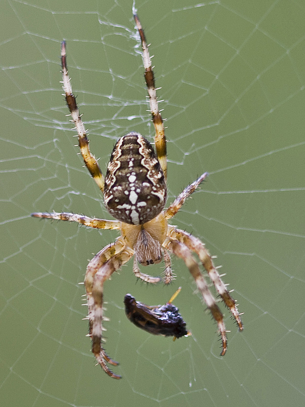 križiak obyčajný  Araneus diadematus