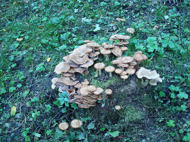 podpňovka bledá Armillaria borealis Marxm. & Korhonen