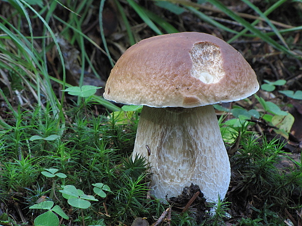 hríb smrekový Boletus edulis Bull.