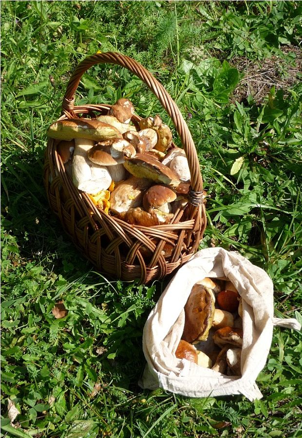 hríb smrekový Boletus edulis Bull.