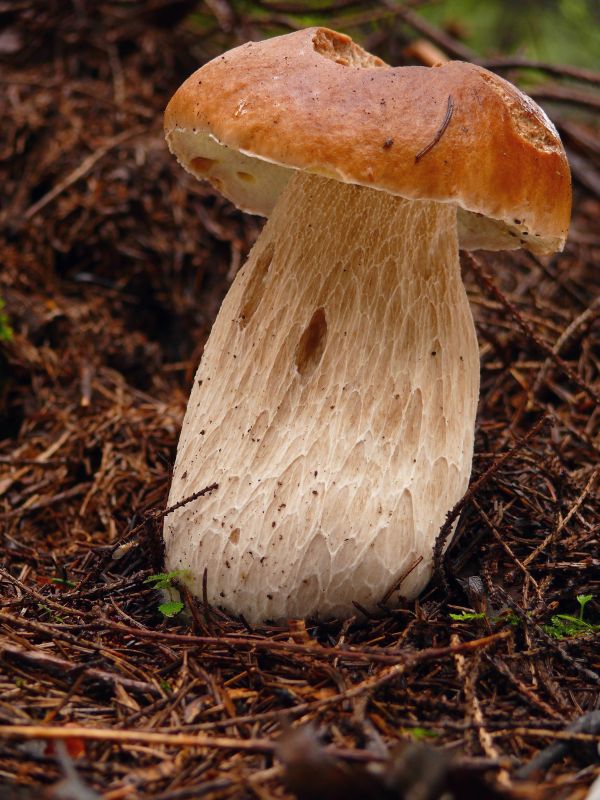 hríb smrekový Boletus edulis Bull.