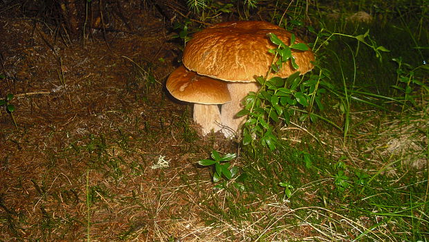 hríb smrekový Boletus edulis Bull.