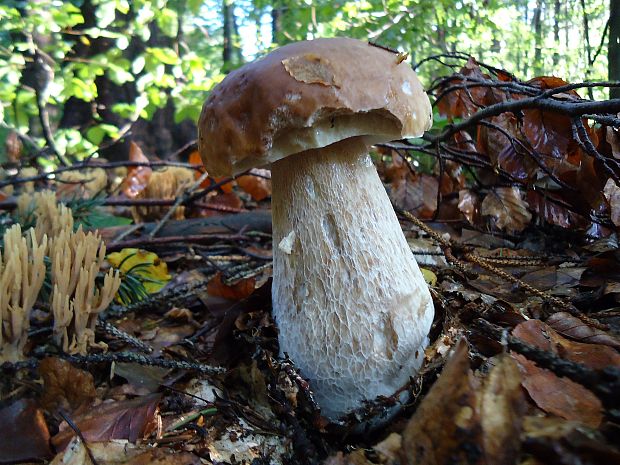 hríb smrekový Boletus edulis Bull.