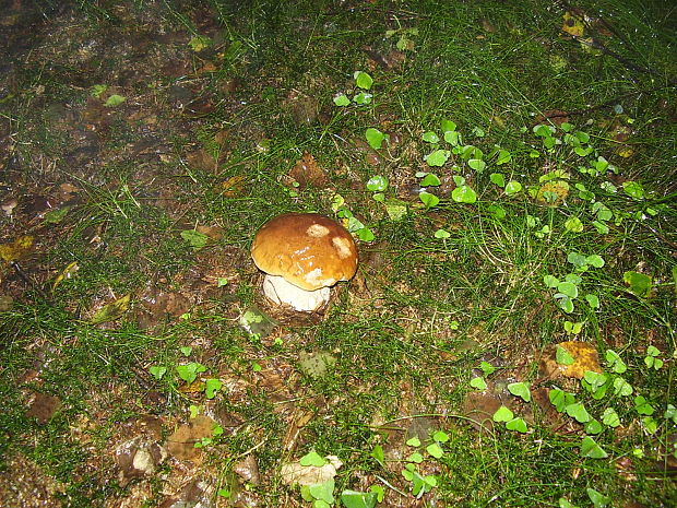 hríb smrekový Boletus edulis Bull.