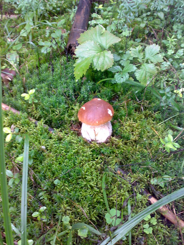 hríb smrekový Boletus edulis Bull.