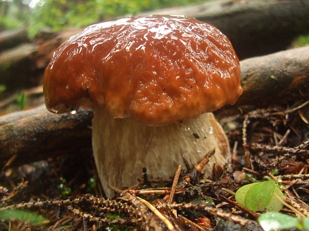 hríb smrekový Boletus edulis Bull.