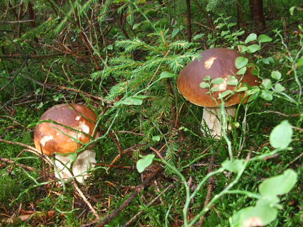 hríb smrekový Boletus edulis Bull.