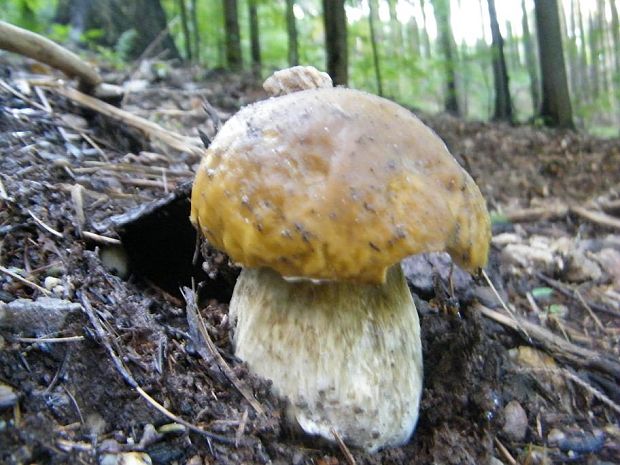 hríb sosnový Boletus pinophilus Pil. et Dermek in Pil.