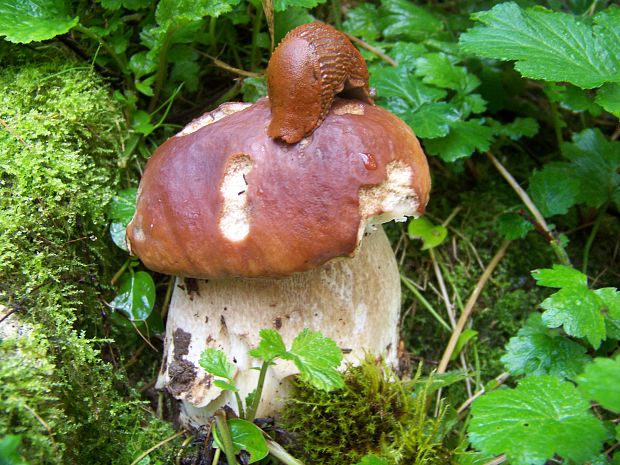 hríb dubový Boletus reticulatus Schaeff.