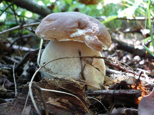 hríb dubový Boletus reticulatus Schaeff.