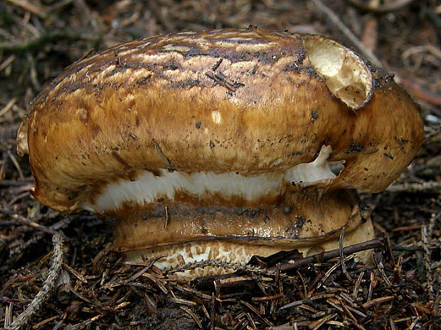 náramkovka cisárska Catathelasma imperiale (P. Karst.) Singer