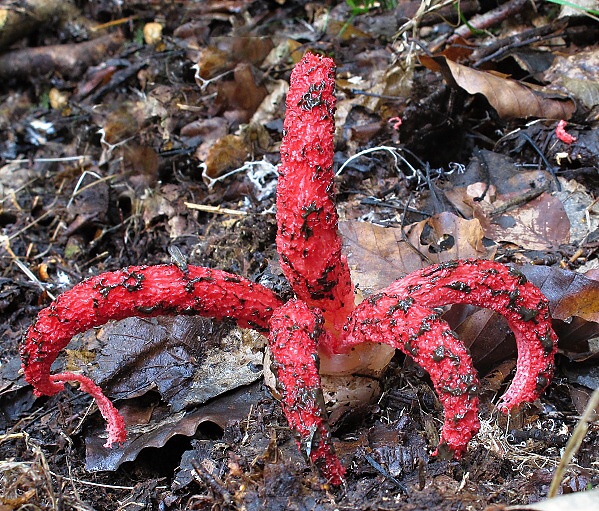 mrežovka kvetovitá Clathrus archeri (Berk.) Dring