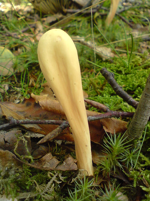 kyjak obrovský Clavariadelphus pistillaris (Fr.) Donk