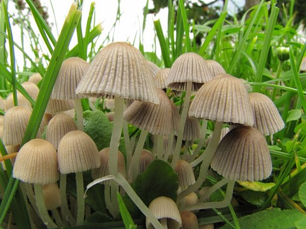 hnojník rozosiaty? Coprinellus disseminatus? (Pers.) J.E. Lange