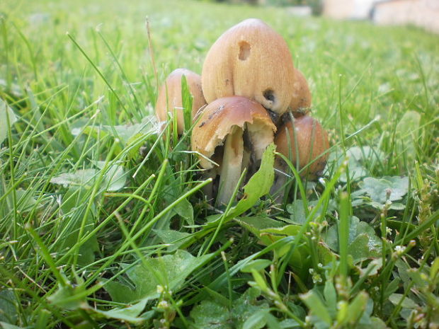 hnojník ligotavý Coprinellus micaceus (Bull.) Vilgalys, Hopple & Jacq. Johnson