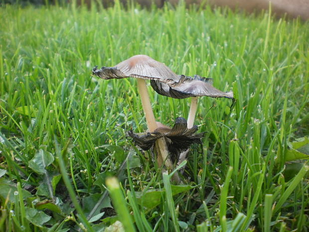 hnojník vyhŕňavý Coprinopsis macrocephala (Berk.) Redhead, Vilgalys & Moncalvo