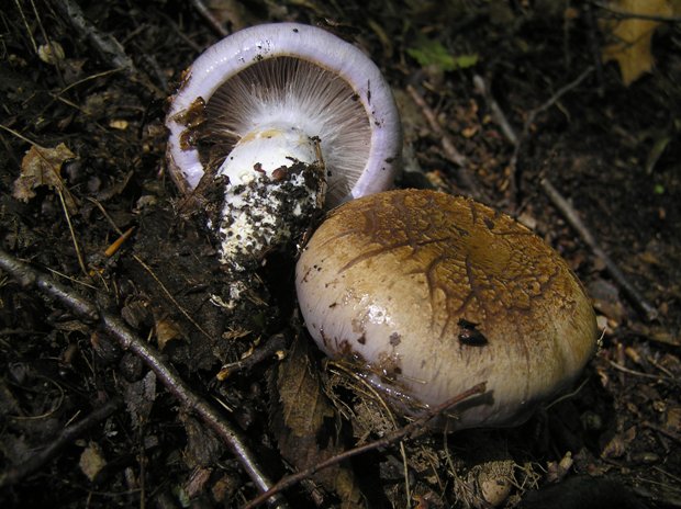 pavučinovec Cortinarius sp.