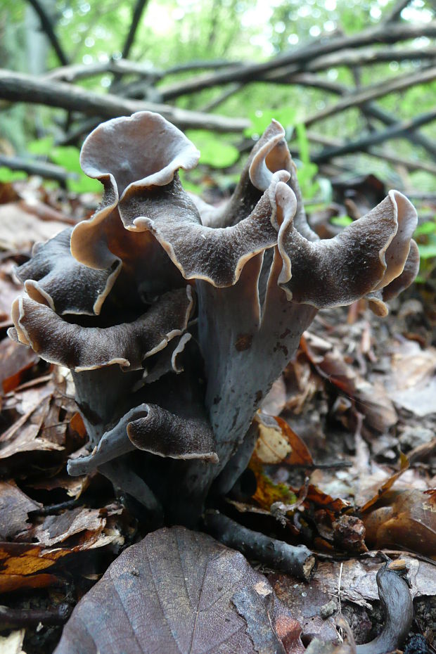 lievik trúbkovitý Craterellus cornucopioides (L.) Pers.