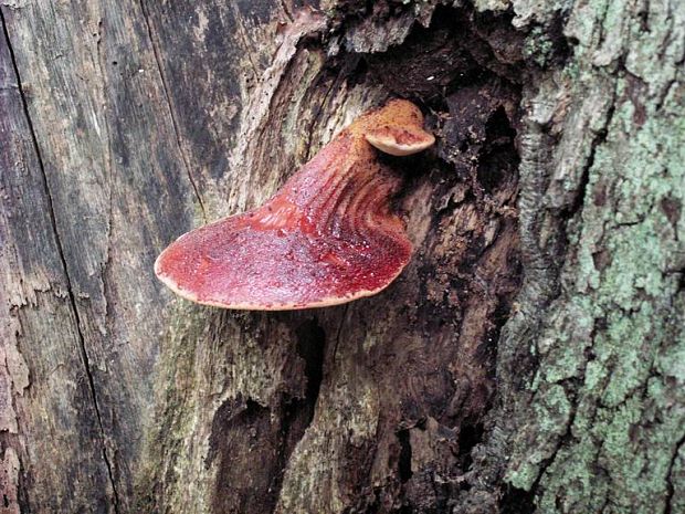 pečeňovec dubový Fistulina hepatica (Schaeff.) With.