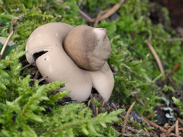 hviezdovka strapkatá Geastrum fimbriatum Fr.