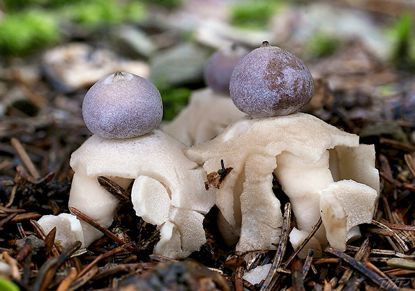 hviezdovka štvorcípová Geastrum quadrifidum DC. ex Pers.