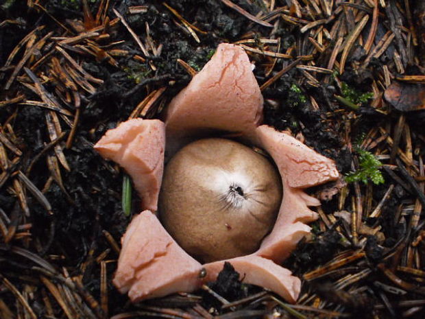 hviezdovka červenkastá Geastrum rufescens Pers.