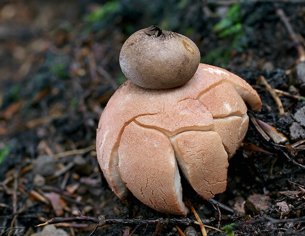 hviezdovka červenkastá Geastrum rufescens Pers.