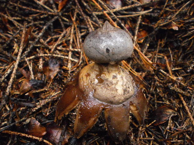 hviezdovka Geastrum sp.