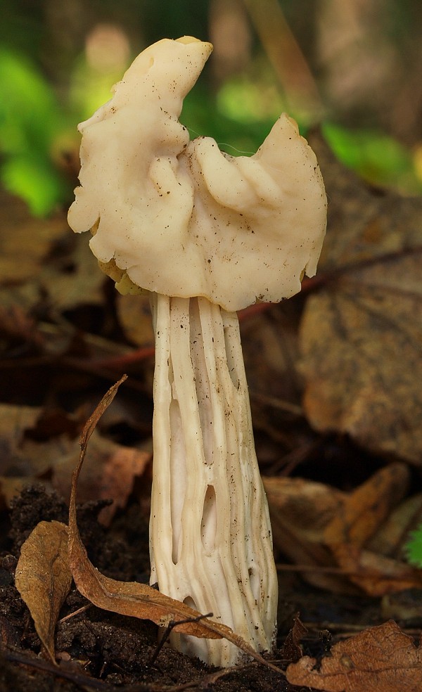 chriapač kučeravý Helvella crispa (Scop.) Fr.