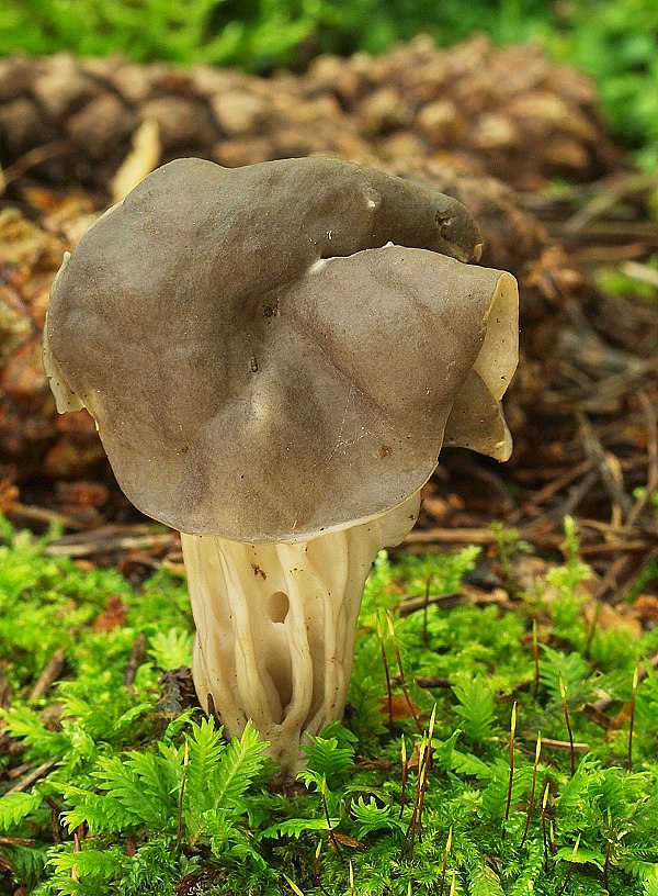 chriapač jamkatý Helvella lacunosa Afzel.