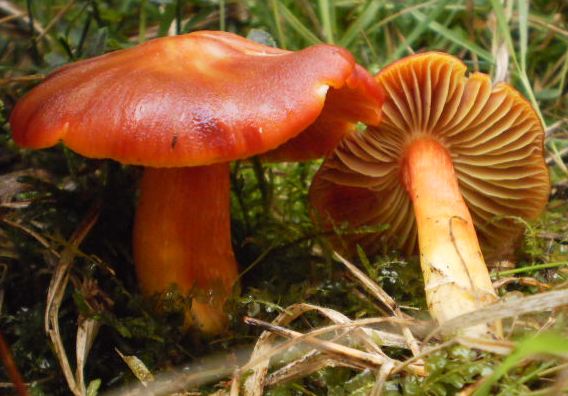 lúčnica granátovočervená Hygrocybe punicea (Fr.) P. Kumm.