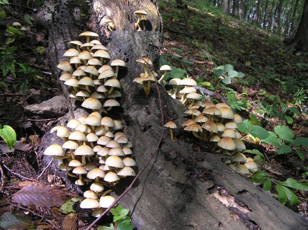 strapcovka Hypholoma sp.