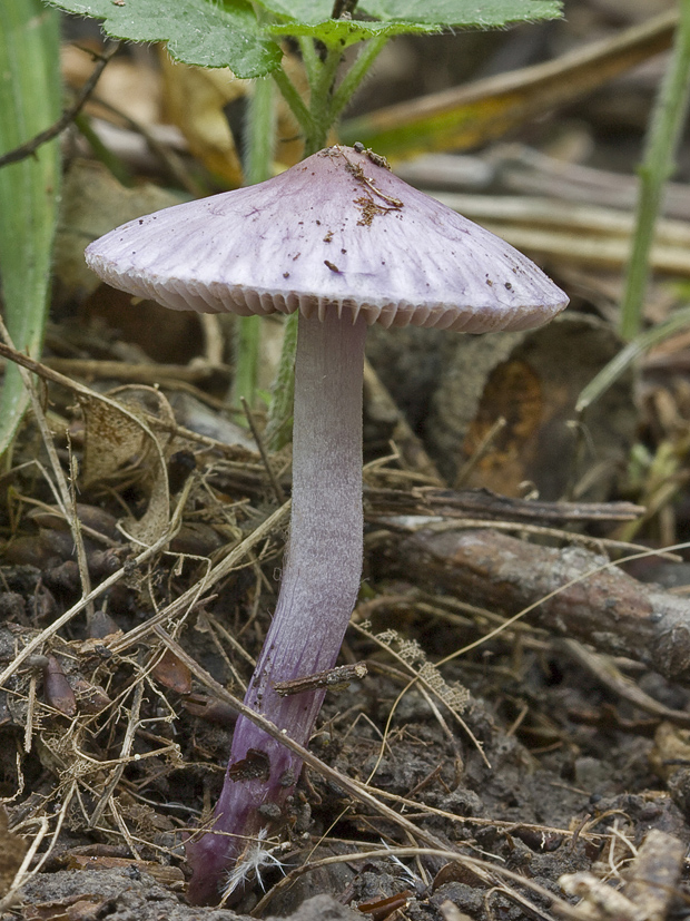 vláknica Inocybe sp.