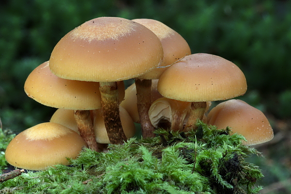 šupinačka menlivá Kuehneromyces mutabilis (Schaeff.) Singer & A.H. Sm.