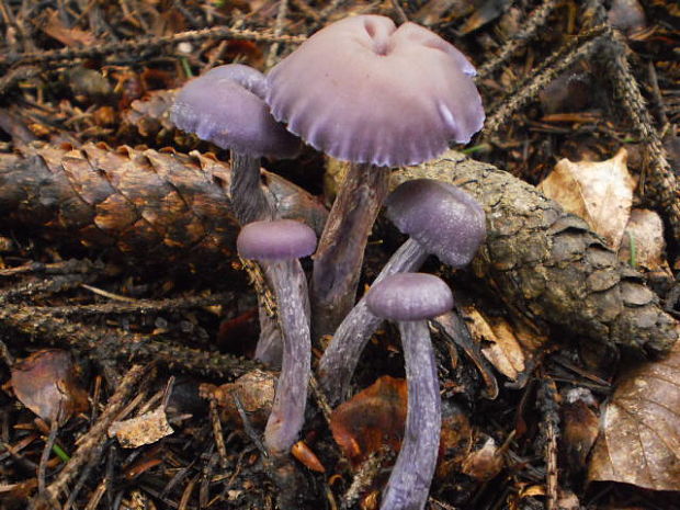 lakovka ametystová Laccaria amethystina (Huds.) Cooke