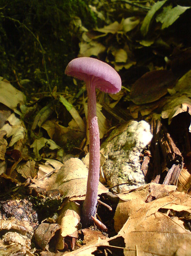 lakovka ametystová Laccaria amethystina (Huds.) Cooke