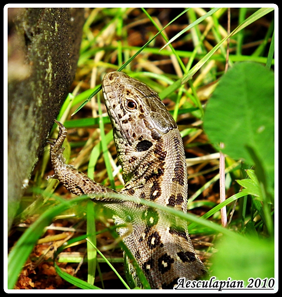 jašterica kratkohlavá Lacerta agilis